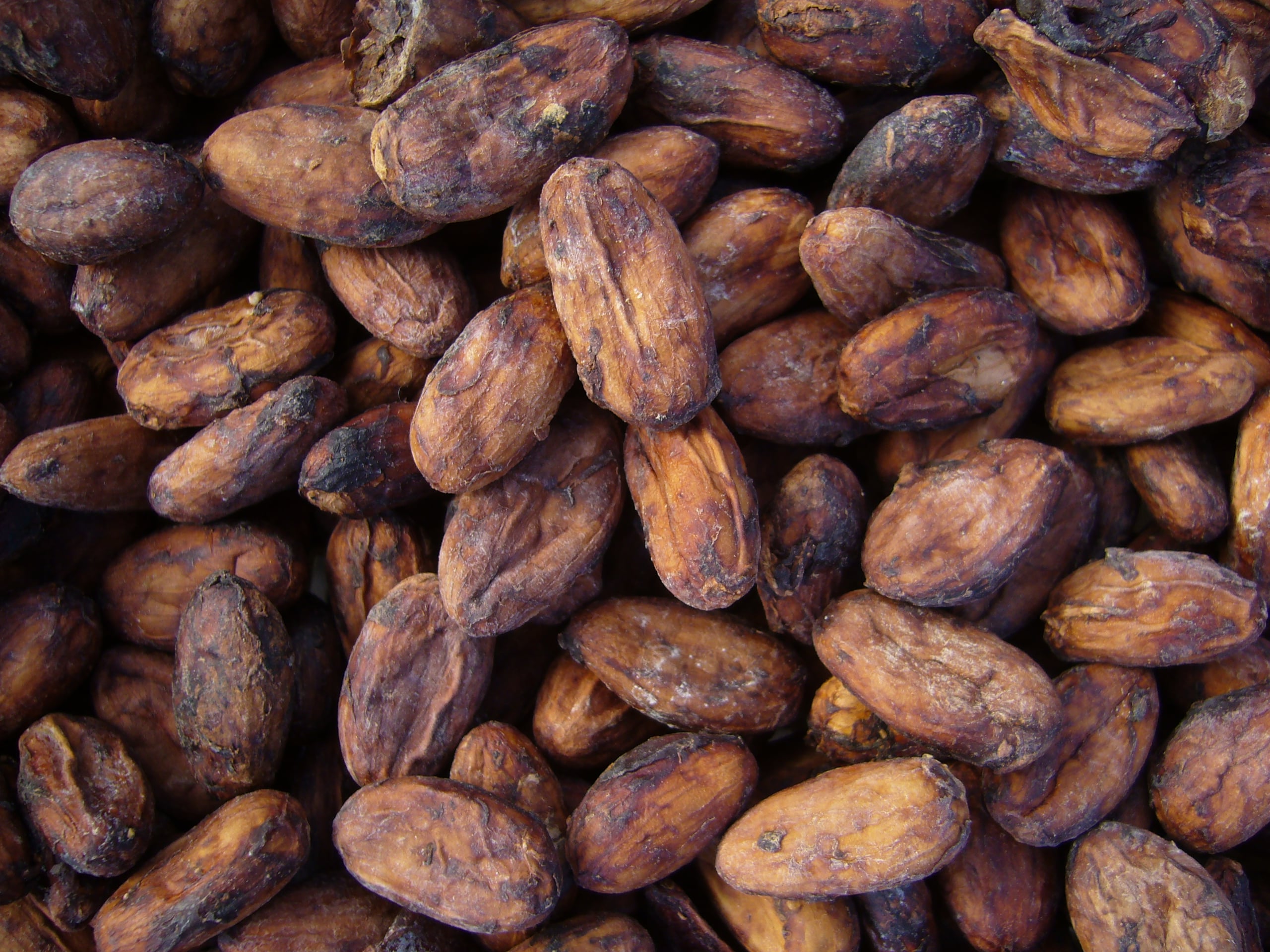 kakaobönor