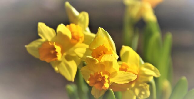 Greta Thunberg, klimatet och påskens mönster