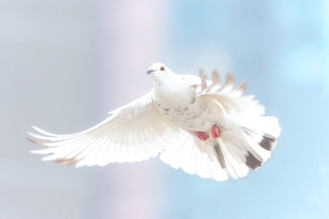 Internationellt uttalande om kärnvapen